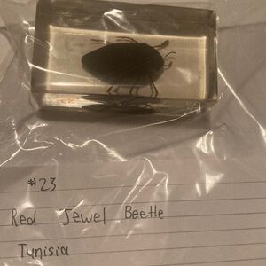 Red Jewel Beetle - Tunisia